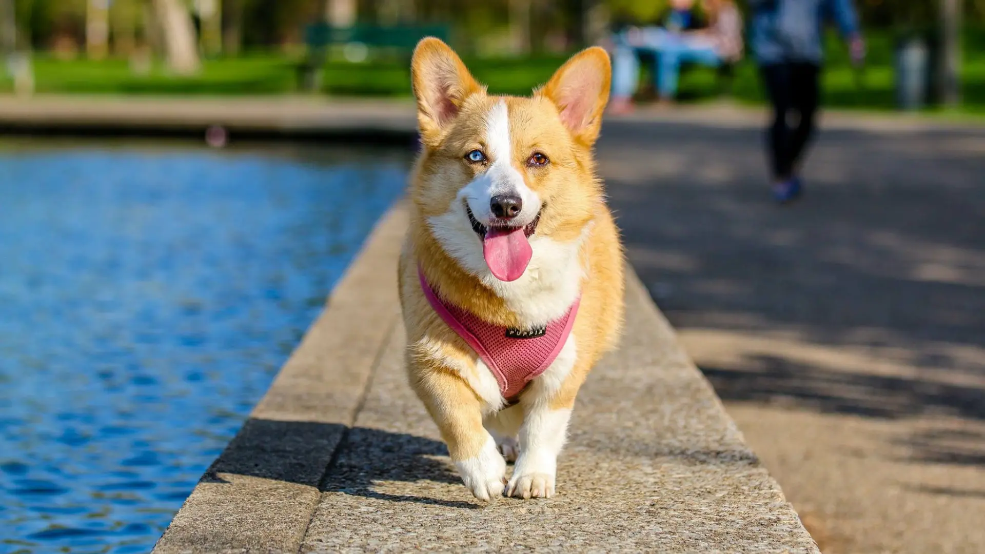 ¿Estas planeando mudarte Como llevar a tus mascotas a Panama